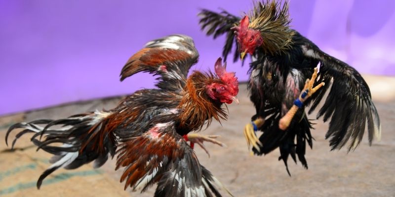 e e88 KM Game Bài 3d