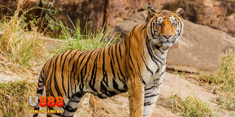 e e88 game nổ hủ máy bay