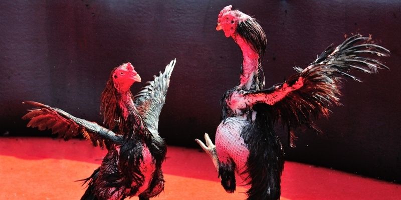 e e88 thị trường baccarat là gì